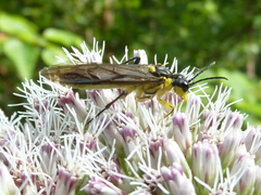 Tenthredo finschi