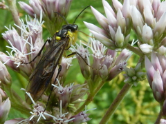 Tenthredo finschi