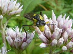 Tenthredo finschi