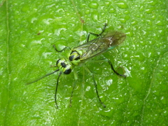 Tenthredo omega
