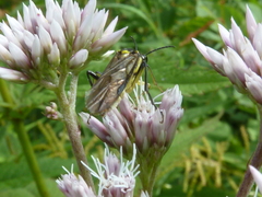 Tenthredo finschi