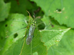 Tenthredo omega