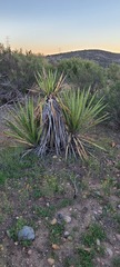 Yucca schidigera