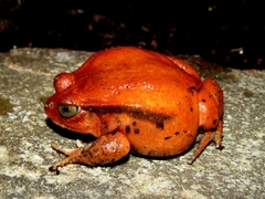 Dyscophus antongilii