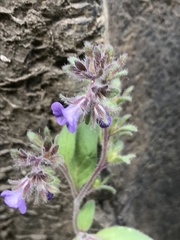 Phacelia vallicola