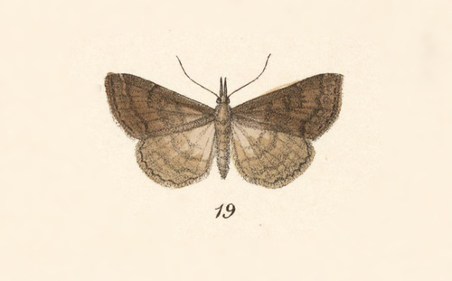 Taphonia