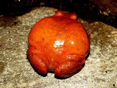 Dyscophus antongilii