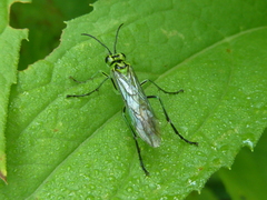 Tenthredo omega