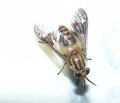 Chrysops flavidus
