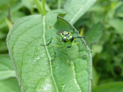 Tenthredo omega