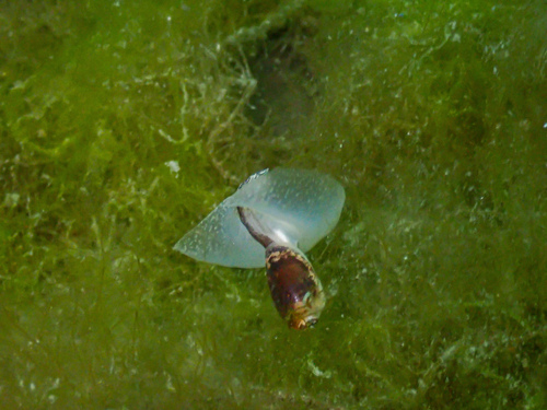 Thin Bubble-shell