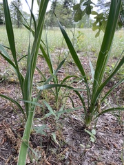 Yucca louisianensis