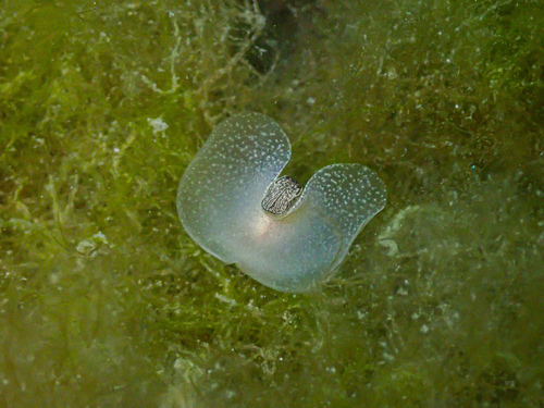 Thin Bubble-shell