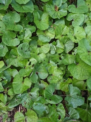 Petasites pyrenaicus