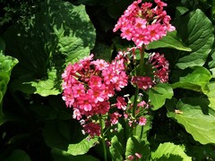 Primula japonica