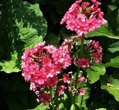 Primula japonica