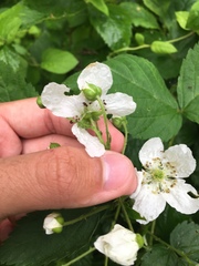 Rubus frondosus