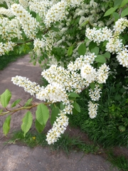 Prunus padus