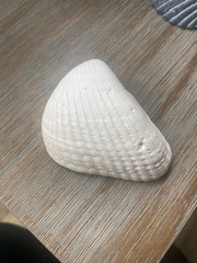 Noetia