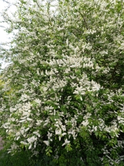 Prunus padus