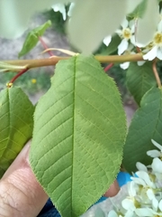 Prunus padus