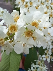 Prunus padus