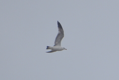 Larus occidentalis
