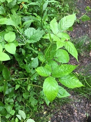 Rubus frondosus