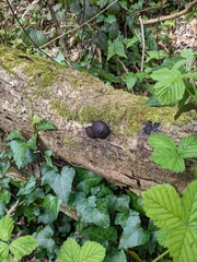 Daldinia concentrica