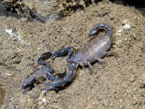 Megacormus gertschi