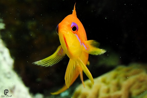 Lyretail Anthias — seen at this dive site