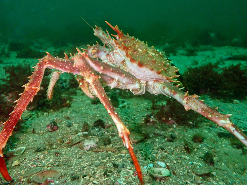 Norway king crab