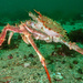 挪威巨蟹 - Photo 由 Vsevolod 所上傳的 (c) Vsevolod，保留部份權利CC BY