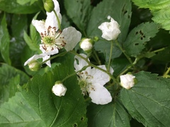 Rubus frondosus