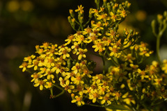 Senecio platensis