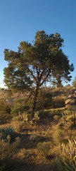 Pinus quadrifolia