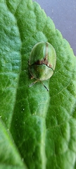 Cassida denticollis