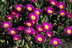 Carpobrotus quadrifidus