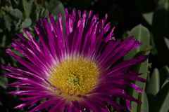 Carpobrotus quadrifidus