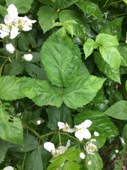 Rubus frondosus