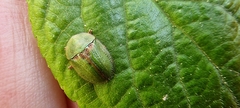 Cassida denticollis