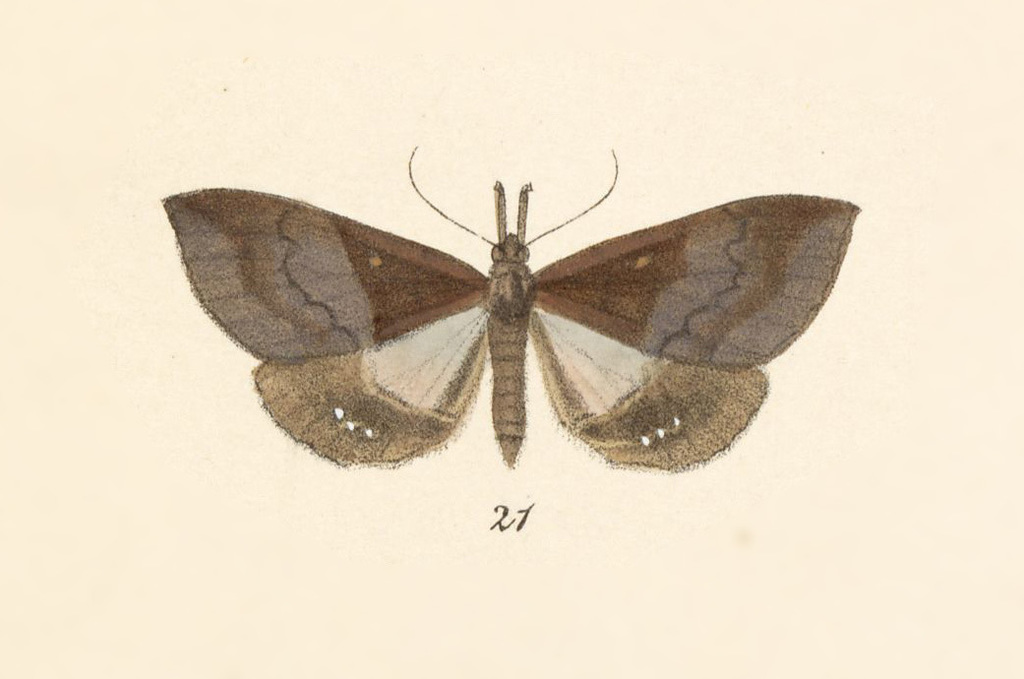 Dogninades jactatalis