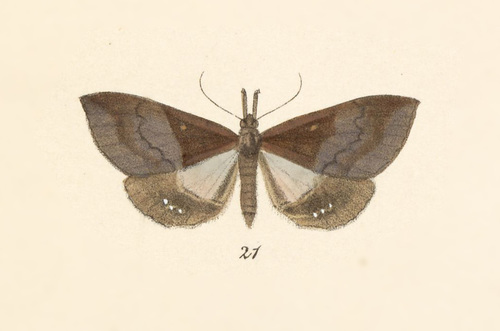 Dogninades jactatalis