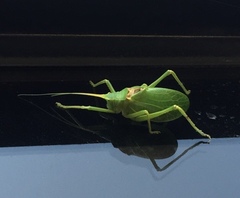 Paracyrtophyllus robustus