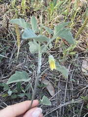 Physalis mollis