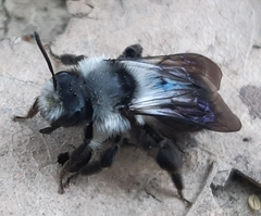 Andrena danuvia