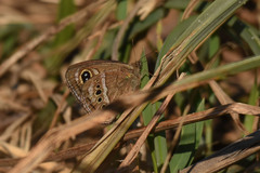 Pampasatyrus gyrtone