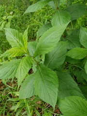 Triosteum aurantiacum