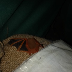 Kerivoula picta