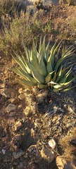 Agave deserti